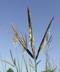 Big Bluestem Grass