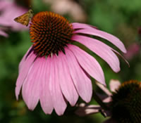 Coneflower